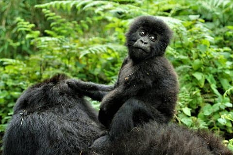 2 days Uganda Gorilla trekking