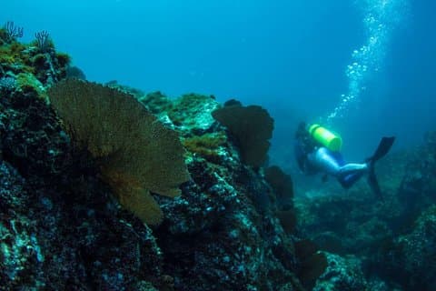Discover Scuba Diving