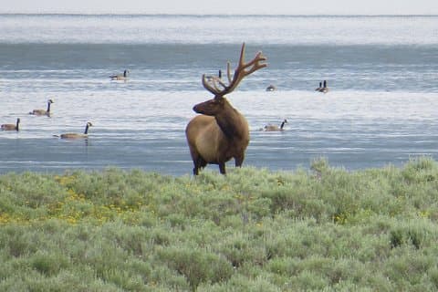 2-tägige private Tour durch die unteren und oberen Schleifen des Yellowstone-Nationalparks