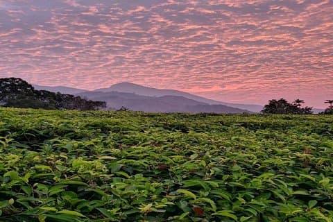 Private Custom Tour: Munnar tea estate Sightseeing with guide