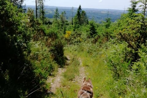 Cani Rando, rolig och originalvandring, dras av huskies
