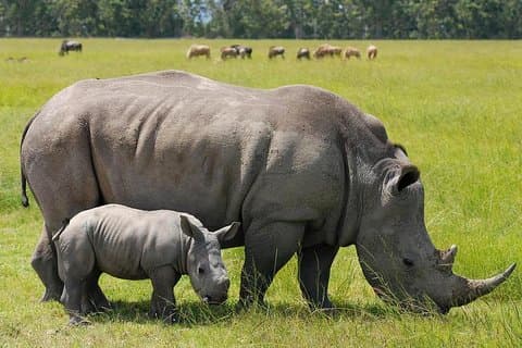 10 Days Maasai Mara photographer safari
