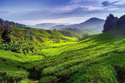 Heldags Cameron Highlands dagstur fra Kuala Lumpur