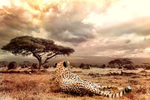 3 dias: junte-se ao grupo Safari