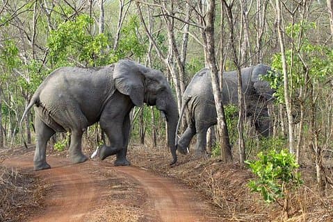 Safari avventuroso di 5 giorni nel Mole National Park, Ghana