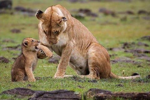 Tarangire, Serengeti, Ngorongoro, Lake Manyara National Park.