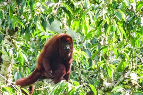 Scimmie urlatrici e uccelli Galleria escursionistica Foresta