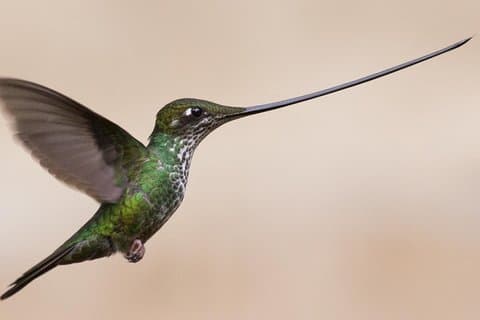 Encuentro de observación de aves de colibrí - Medio día
