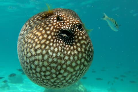 Moorea Private Boat Tour / Sea Scooter Snorkeling Tour