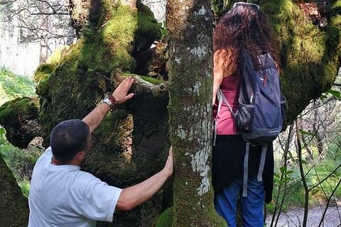 森林浴-ケルトの神聖な森にある森林浴療法