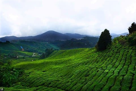 Cameron Highlands City zum Flughafen Kuala Lumpur