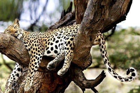 7-Day Kenya Tanzania Wonder Safari