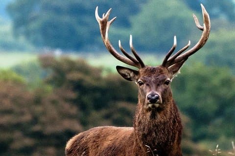 Wild Red Deer visning safari med Expert Guide. Connemara, Galway