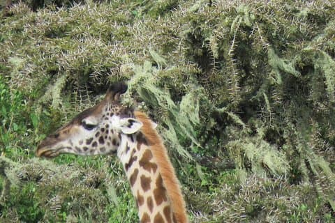 3 dager Tanzania Camping Safari