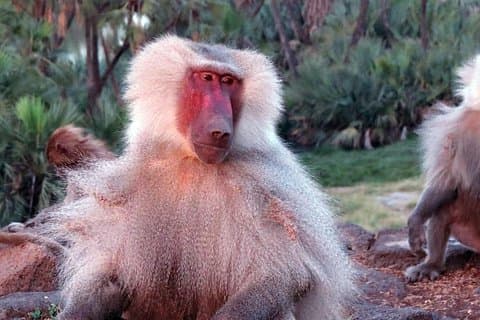 2 Days Wildlife Safari to Awash National Park
