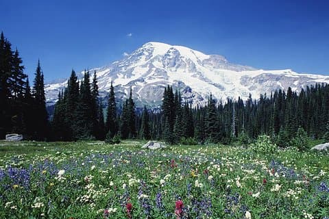 Mount Rainier dagstur fra Seattle