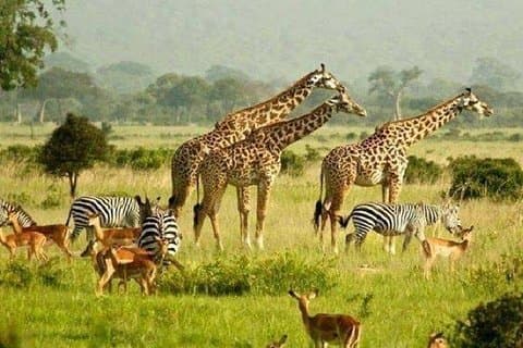 Murchison Safari mit Schimpansen Trekking 5 Tage/ 4 Nächte