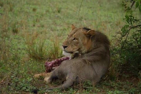 Three Days Murchison Falls National Park Tour in Uganda