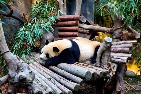 Privé Chengdu Panda Breeding Center-dagtrip met vanuit Xi'an met de hogesnelheidstrein