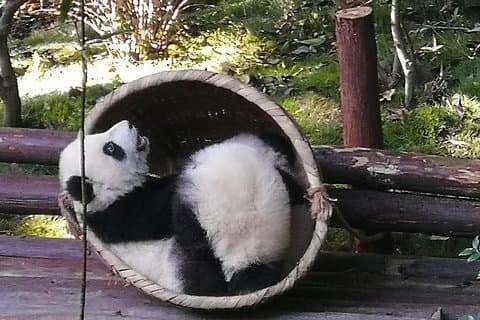 3 jours base de Panda Chengdu et visite du Bouddha Leshan avec cours de cuisine