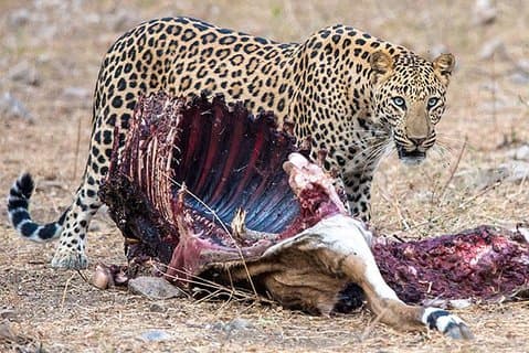 Jhalana Guided Leopard Safari - Jaipur
