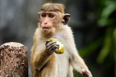 2 dages tur til Galle & Yala National Park fra Negombo