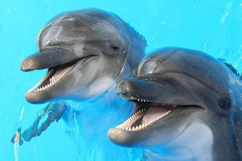 Dolphin Watch (2hours) :Muscat Tours