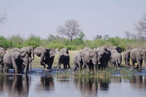 Chobe Full Day Safari Trip