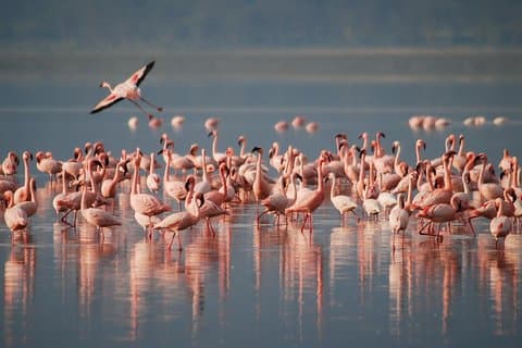3日間のタランギーレ、マニヤーラ湖、ンゴロンゴロ国立公園