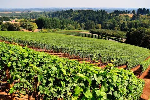 Amador County Wine Tasting Tours Private Wine Tours