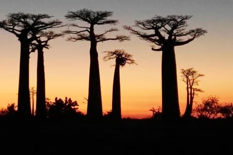Tsingy of Bemaraha and Morondava in detail