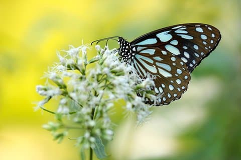 Butterfly Trail (11 Days)