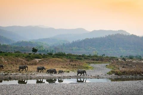 2N Jim Corbett National Park (Dhikala Zone)