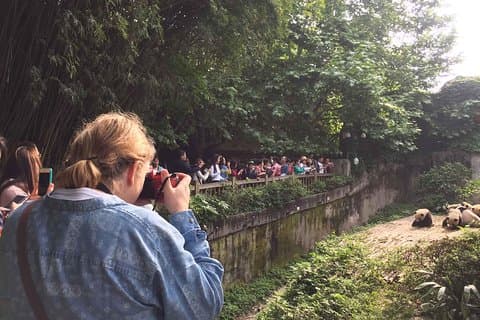 Chengdu Panda Base en Leshan Giant Buddha in One Day