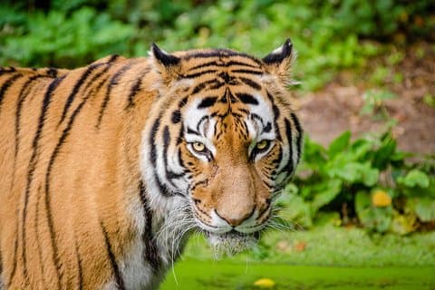 Jaipur Ranthambore Samma dagstur (fråga oss på e-post innan du bokar)