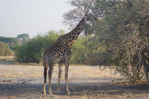 4 dagar Hwange Safari Game drive Bo på Iganyane Tented camp