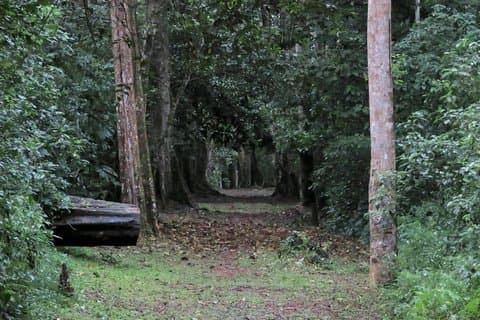 1 - Excursion d'observation des oiseaux d'une journée aux jardins botaniques d'Entebbe