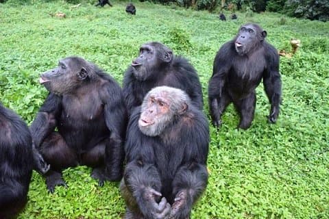 Tournée de Noël magique à Entebbe, en Ouganda