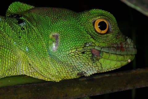 Observación de perezosos y ranas (paseo nocturno)