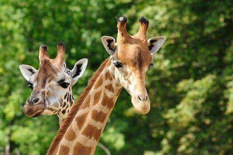 Tour di un giorno al Giraffe Center e Karen Blixen Nairobi