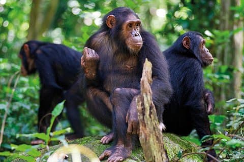 2 dagars schimpansvandring - Nyungwe nationalpark