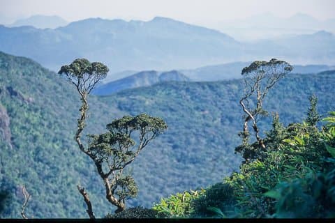 LION KING - Sinharaja Rain Forest Day Tour