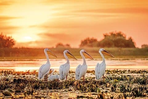 Donau Delta Private Tour fra Bucharest - 2-dagers tur