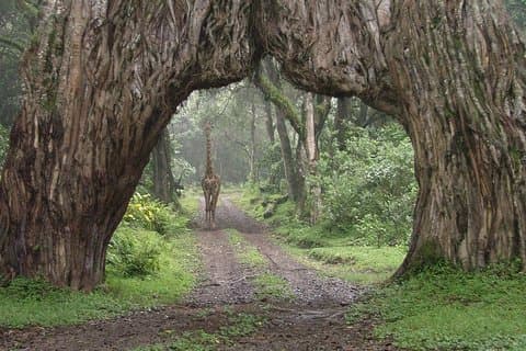 Day Trip To Arusha National Park