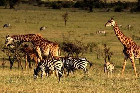 3 Tage Ngorongoro Crater Wildlife Camping Safari