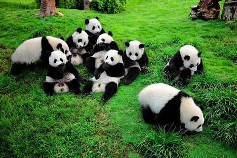 2 - in - 1 : Reuzenpanda & Leshan Boeddha Privé Chengdu Tour