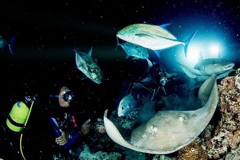 PADI Night Diver Specialitet på Puerto de Mogan