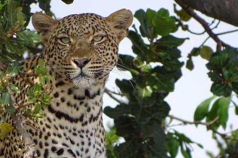 Safari classico di 6 giorni in Tanzania