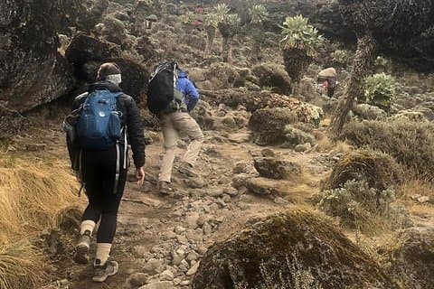 Tageswanderung zum Kilimandscharo (Mandara Hut)