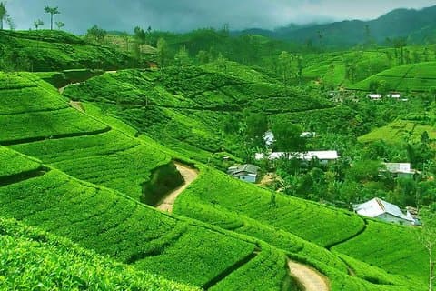 Excursión privada de un día de Kandy a Nuwara Eliya